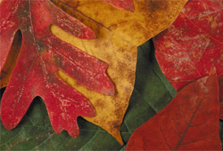 The Fall Equinox marks the beginning of Autumn.