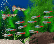 You too can build your own aquarium!