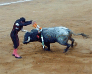 Picture of bull fight.