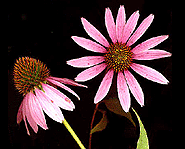 Echinacea helps fight colds and flu by boosting your immune system.