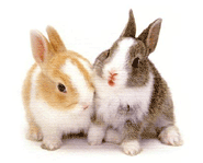 Rabbits are cute and cuddly.