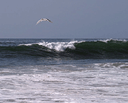 The Pacific Ocean is the largest ocean in the world.