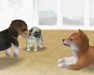 Get the scoop on the cutest video game ever - Nintendogs for the Nintendo DS video game system.