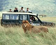 Looking for adventure this summer? Discover amazing animals and ecosystems on a summer safari!