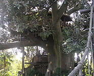 After getting shipwrecked, the Swiss Family Robinson lived in a treehouse that now sits in Disney World!