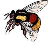 It takes the nectar of two million flowers to make one pound of honey!