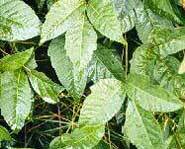 Poison Ivy is a poisonous plant.