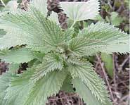 Beware of the stinging nettle cuz this plant can cause you pain!