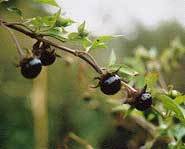 Deadly Nightshade is also known as Belladonna.