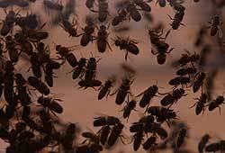 House flies run rampant in cities and on farms.