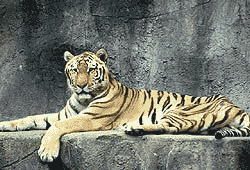 There used to be over 100,000 wild tigers on earth; now there are only about 7,000.