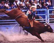 World's Most Dangerous Sports - Bull Riding