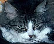 All about cats.