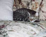 Kitten, kittens, cats and felines.