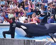 Killer whales like Free Willy are used to being in captivity.