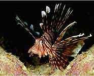 Aquatic Biome Wildlife