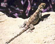 Dumb criminal smuggles lizard in pants.