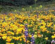 Spring Equinox falls on March 21, 2007.