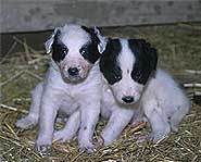 Puppies Fed to Boa Constrictor.
