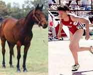 Weird Competitions: Animal vs Horse