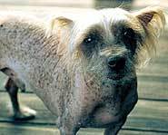 Dog or rodent?
