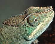 Chameleons can change colors according to mood.