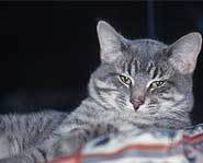 Cats don't just purr when they are happy.