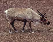 Can reindeer really fly?