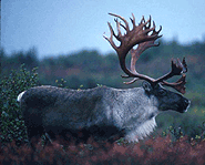 Caribou are bigger than reindeer but they are both deer.