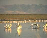 The Great Salt Lake is home to several birds, including pelicans.