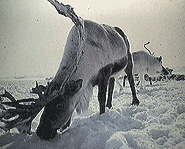 There are no reindeer in the North Pole.