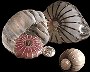 Seaforms look like something out of the ocean.