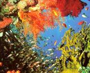 Coral reefs are home to tens of thousands of animals!