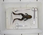 What are your thoughts on mandatory dissection in your science class?