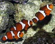 Clownfish, like Disney's Nemo, are found in the warm waters of the Pacific Ocean.