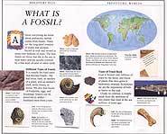 Rocks and fossils reveal the secrets to dinosaurs.