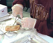Who knows what she's dissecting?