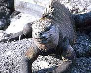 Pollution killing off the world's endangered species.