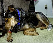 Blue licking his wounds.