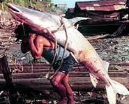 Thailand Giant Catfish are an endangered species.
