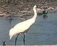 There are only 320 Whooping Cranes left on Earth.