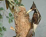Is the Ivory-billed Woodpecker an endangered species or actually extinct?