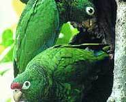 Puerto Rican Parrots have been endangered for over 30 years.