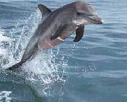 A dolphin's brain is actually bigger than a human's.