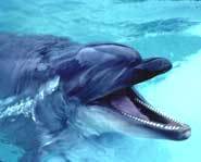 Dolphins use echolocation to see in the water.