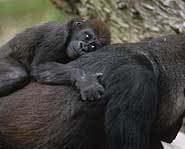 Gorillas call the rainforest home.