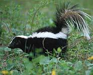 Striped skunks are the most common skunks.