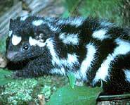 Spotted skunks are named after their spots.
