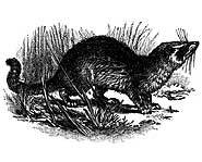 Kopi Luwak coffee beans are harvested from the feces of the Palm Civet.
