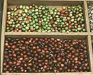 Only the fruit portion of the coffee cherry can be digested.